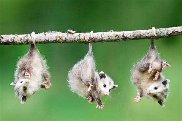Mammal that hangs upside down when sleeping