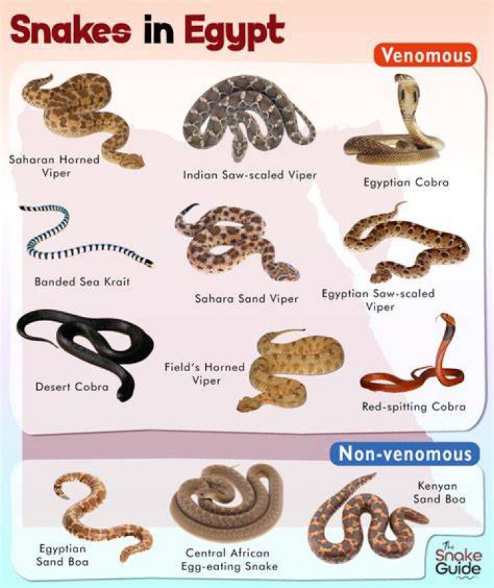 Venomous snake from Egypt